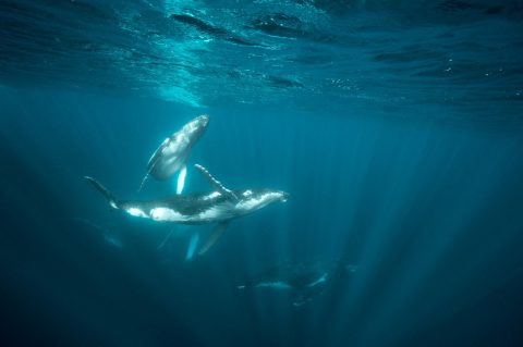 Humpback whales