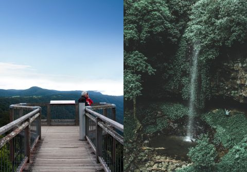 Dorrigo National Park, NSW