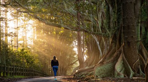 Moreton Bay Fig Trees on Norfolk Island