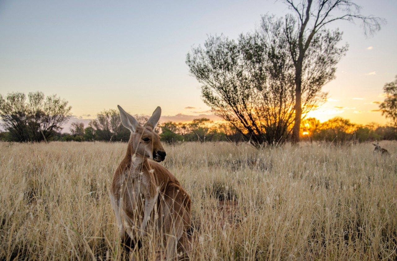 Kangaroos in the Northern Territory