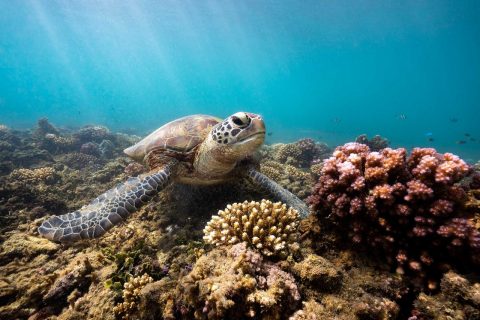 Turtle in Queensland
