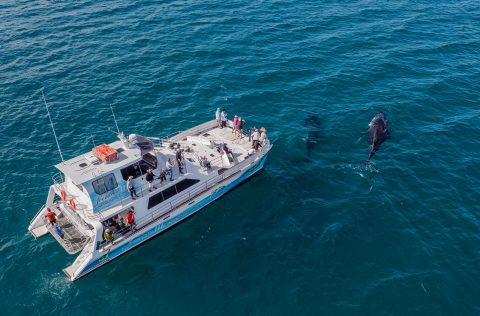 Freedom III Whale Watch and Charters spotting whales in Platypus Bay and Sandy Straits Marine Park just off Hervey Bay on the Fraser Coast