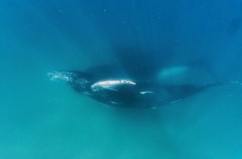 Whale swimming off the coast of Hervey Bay