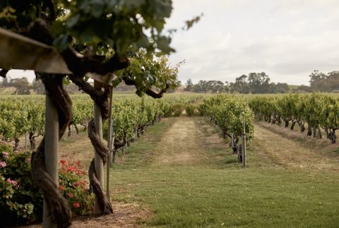 Le Mas, Barossa Valley, SA