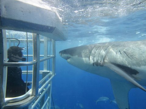 Encounter Great White Sharks in South Australia’s Eyre Peninsula