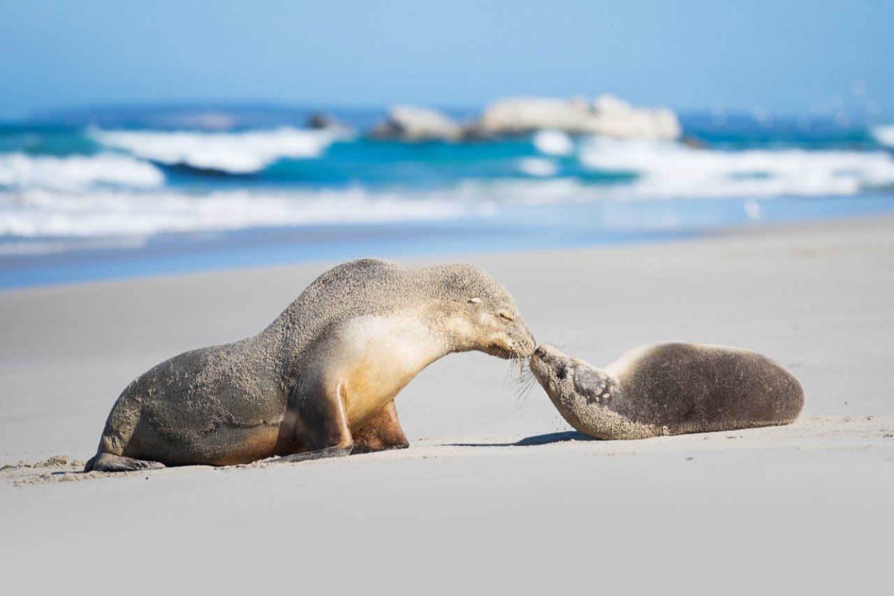 Seal Bay Conservation Park