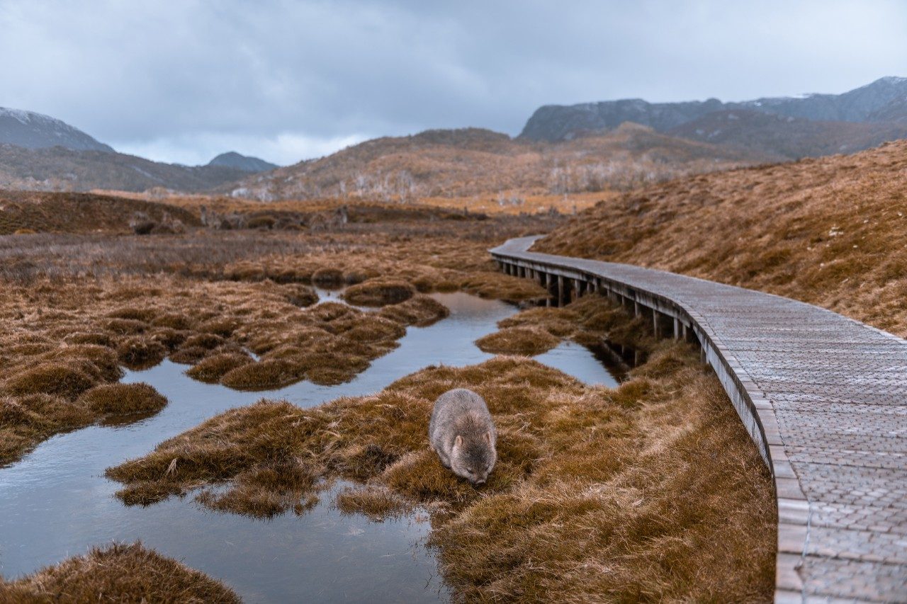 Wombat, Cradle Mountain, Tasmania