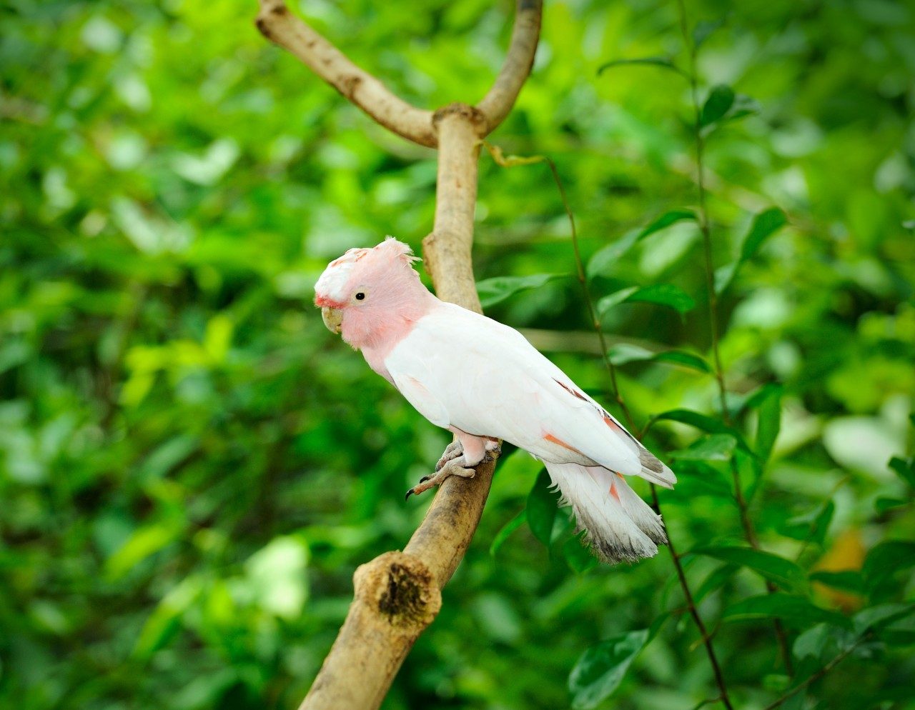 Major Mitchell's cockatoo