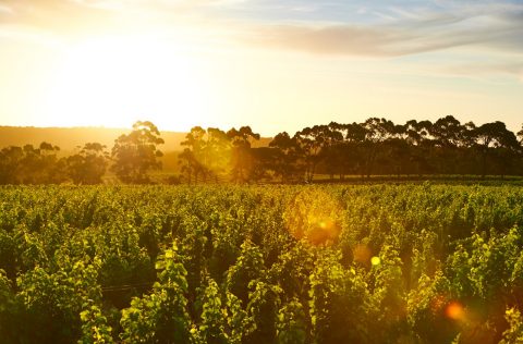 Cape Mentelle Cellar Door, Margaret River, Western Australia