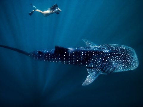 Ningaloo Marine Park, WA