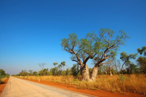 outback western australia landscape and tree