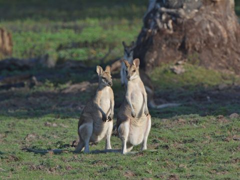 Agile wallaby, Kakadu