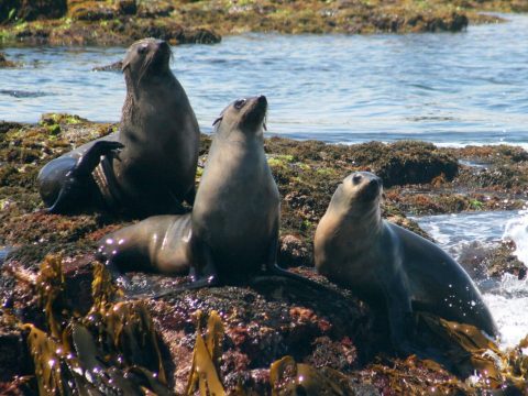 Australian fur seals, Phillip Island