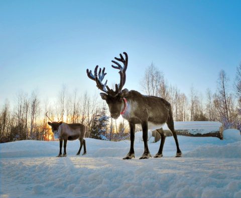 Reindeer in Finnish Lapland