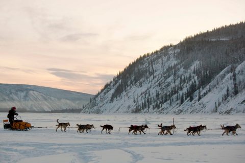 Dogs pulling a sled on the frozen Yukon River in Dawson City, Canada