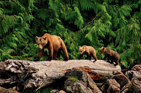 A grizzly bear and her cubs wandering the Great Bear Rainforest in Canada