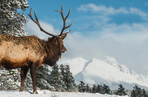 An elk roaming the snowfields in Jasper