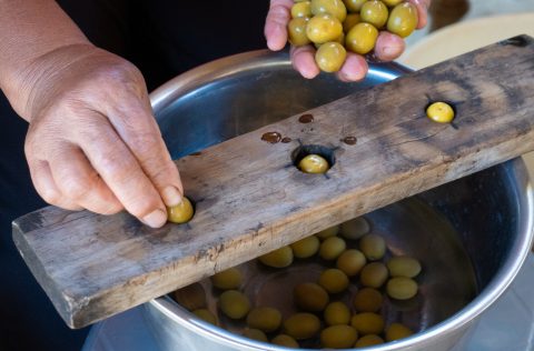 Olive grove in the O'Higgins Region in Chile