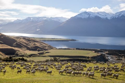 A flock of Te Mana sheep on Minaret’s working farm, New Zealand