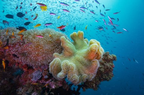 Colourful swimming around a coral reef at a diving site in the Solomon Islands