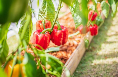 Organic capsicum farm