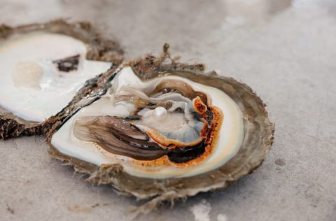 Paspaley pearl being harvested