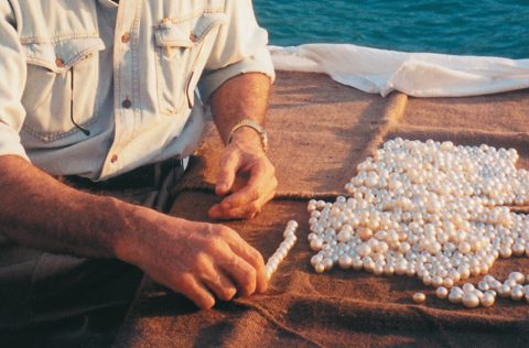 Paspaley pearls being harvested
