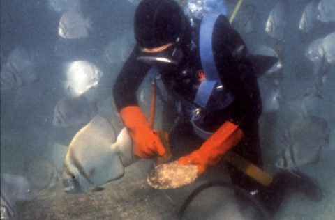 Harvesting of Paspaley Sea Pearls