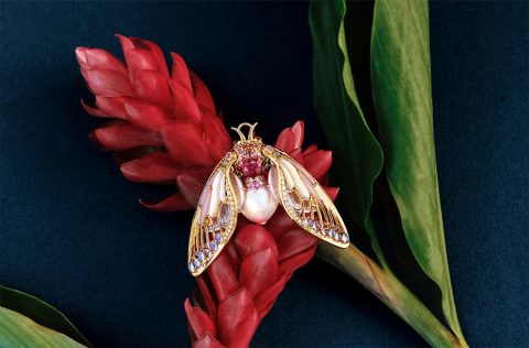 Paspaley Blushing Cicada Collier