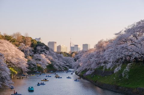 Sakura river, Tokyo, Japan