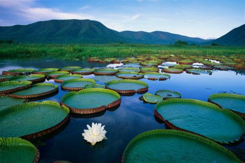 The Pantanal, Brazil