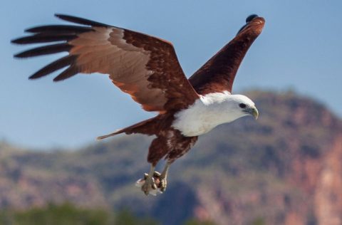 Bird flying in Western Australia's Kimberley region