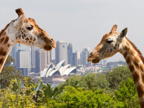 Book flights to Sydney