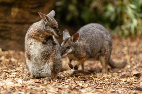 Wildlife Retreat at Taronga