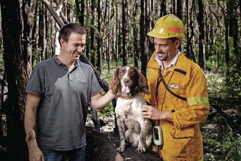 Jeremy Bear, Ryan Tate and Taylor – Koala rescue team