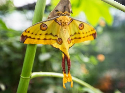 Comet moth