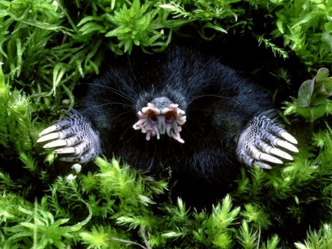 Star-nosed mole