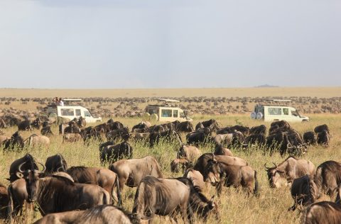 the Serengeti, Tanzania